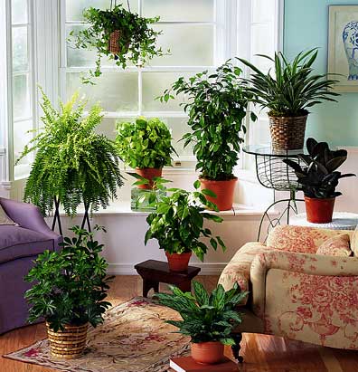 Image result for apartment plants